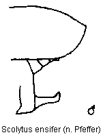 scolytus_ensifer_hlb.gif