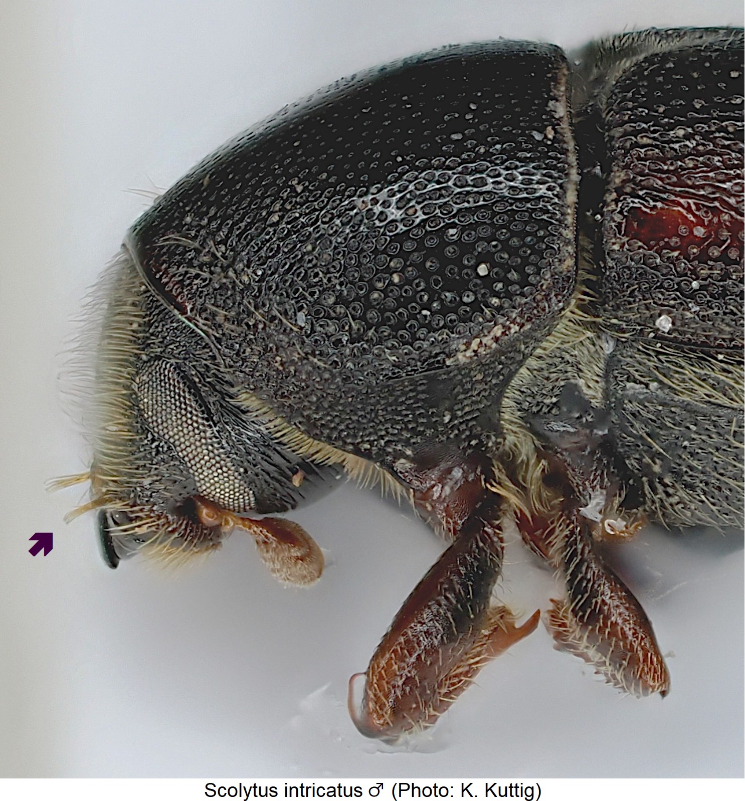 scolytus_intricatus_m_sa.jpg