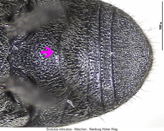 scolytus_intricatus_us.jpg