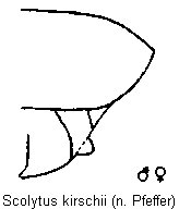 scolytus_kirschii_hlb.gif