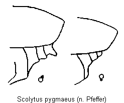 scolytus_pygmaeus_hlb.gif