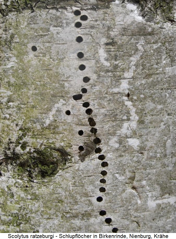 scolytus_ratzeburgi_schlupfloecher.jpg
