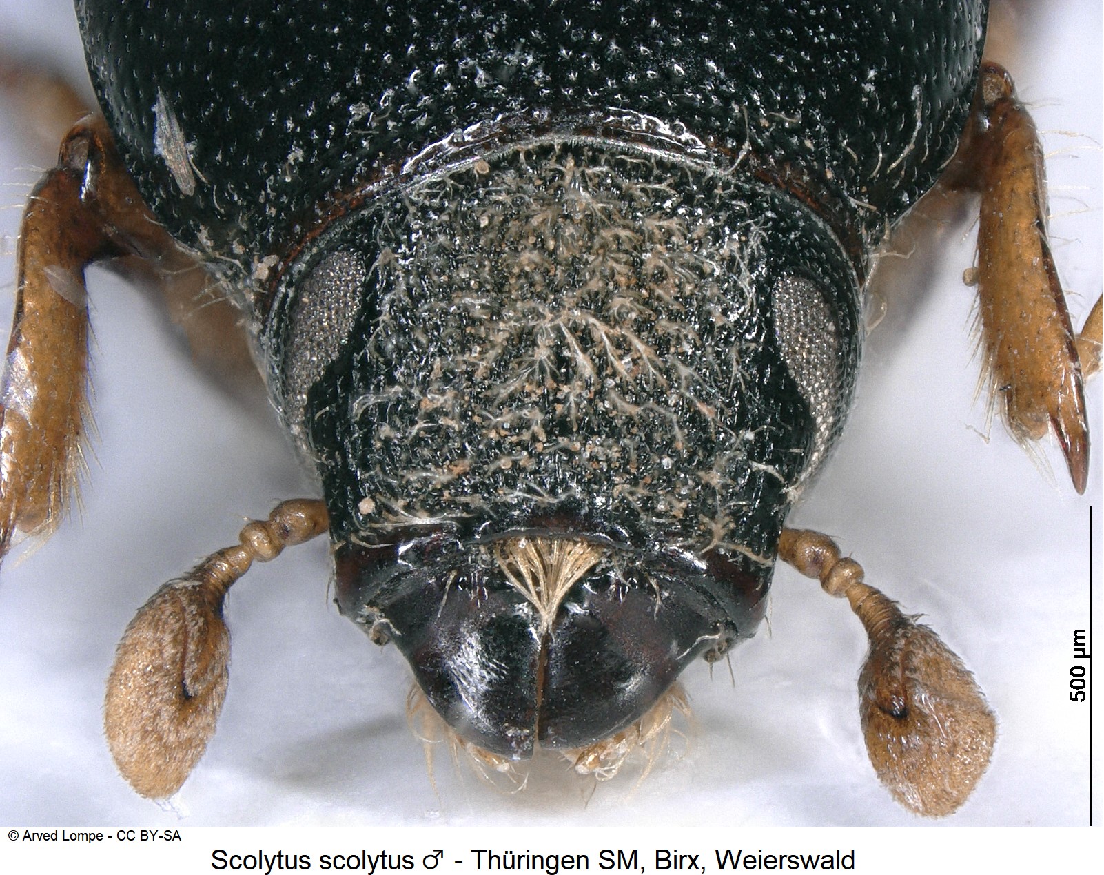 scolytus_scolytus_m_ck32182147_k.jpg