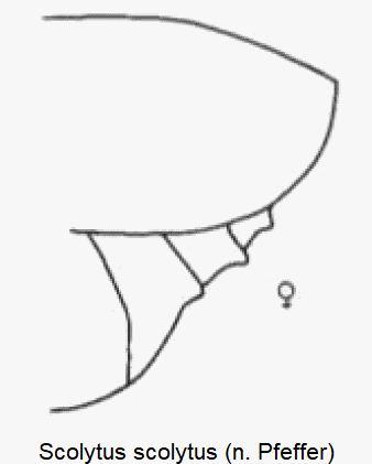 scolytus_scolytus_w_abd.gif