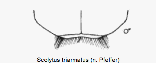 scolytus_triarmatus_hlb.gif