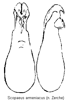 scopaeus_armeniacus.gif