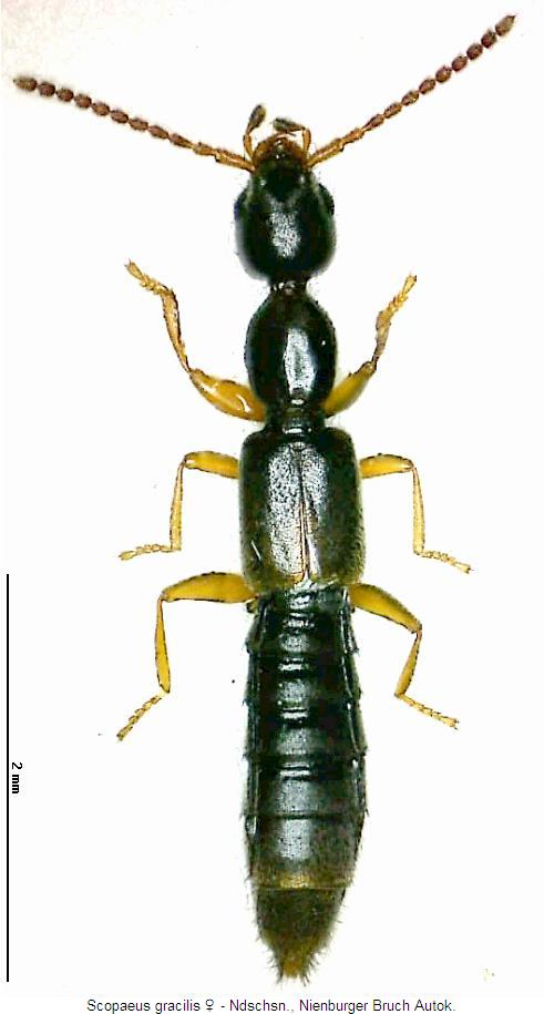 scopaeus_gracilis.jpg