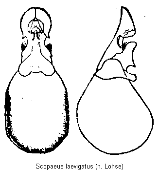 scopaeus_laevigatus.gif