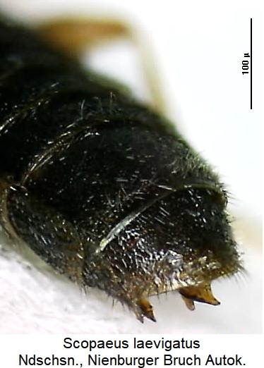 scopaeus_laevigatus_hlb.jpg