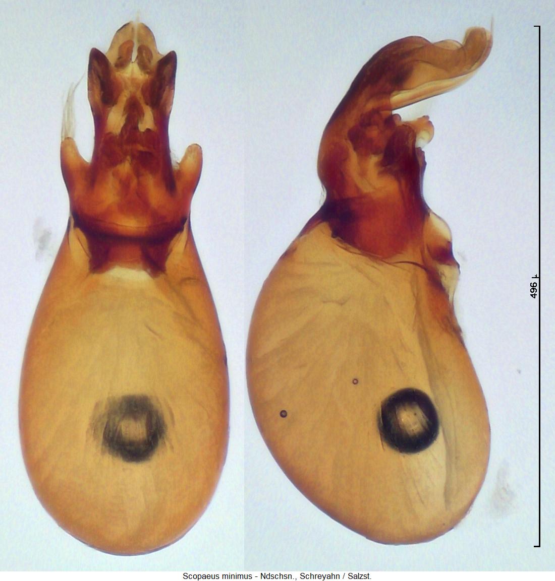 scopaeus_minimus.jpg