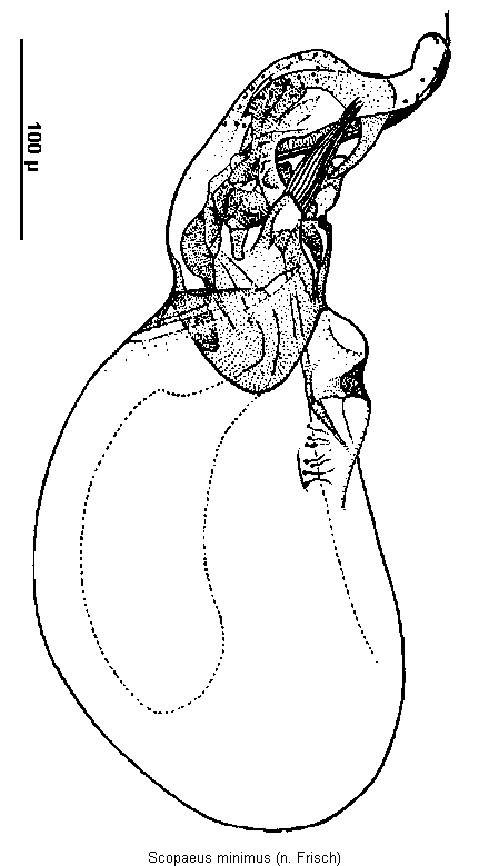 scopaeus_minimus1.gif