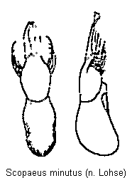 scopaeus_minutus.gif