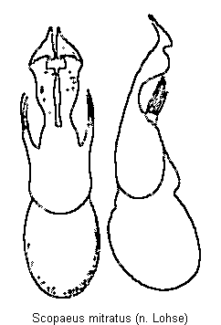 scopaeus_mitratus.gif