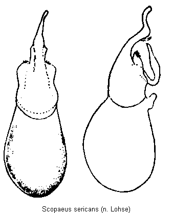 scopaeus_sericans.gif