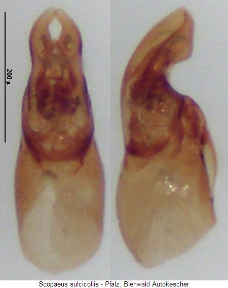 scopaeus_sulcicollis.jpg