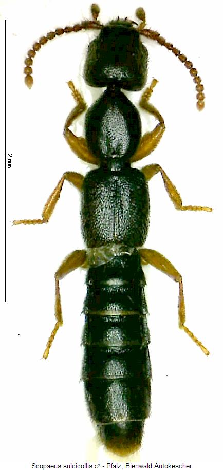 scopaeus_sulcicollis_hab.jpg