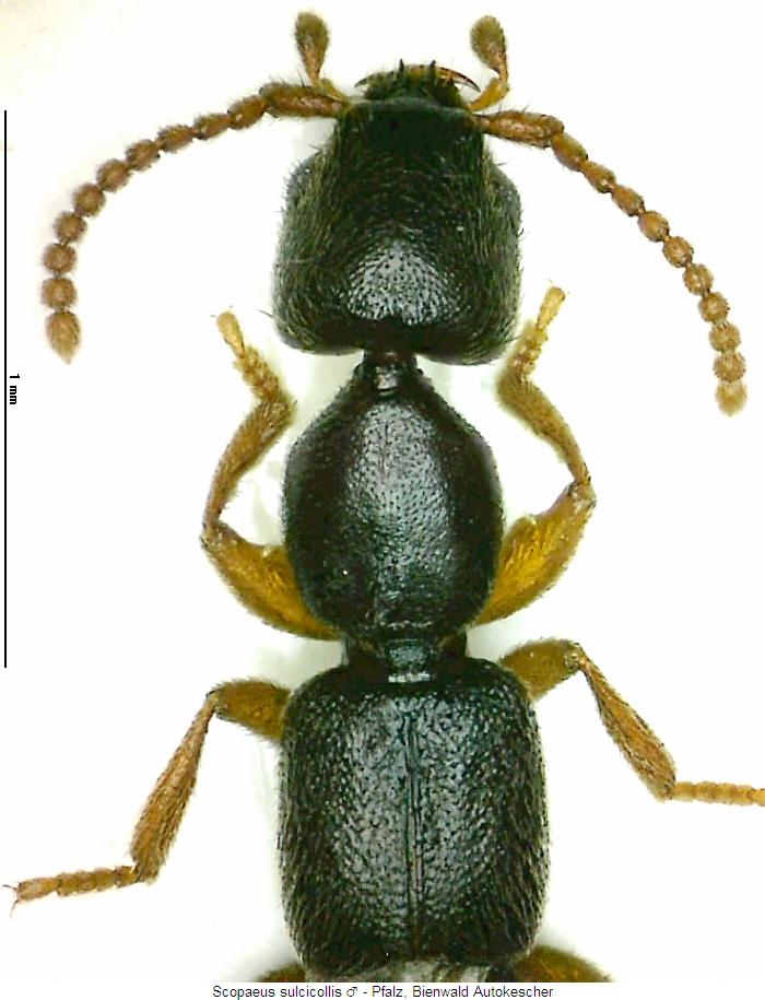 scopaeus_sulcicollis_vk.jpg