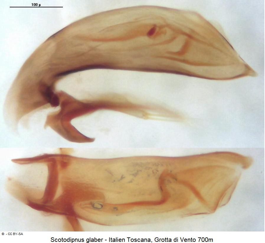 scotodipnus_glaber.jpg