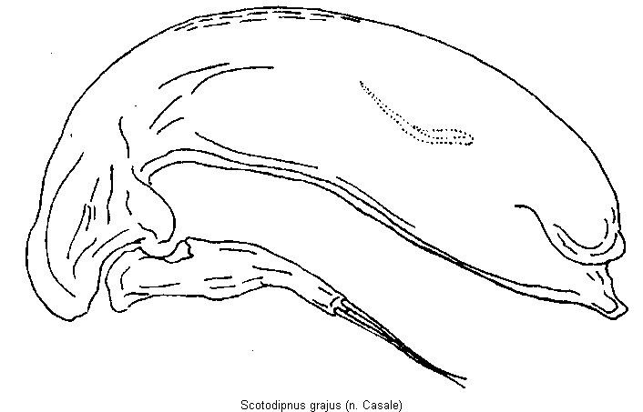 scotodipnus_grajus2.gif