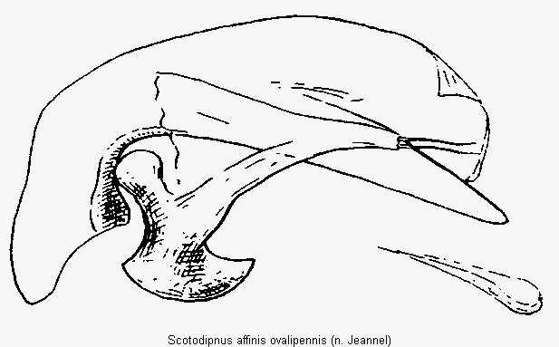 scotodipnus_ovalipennis.gif