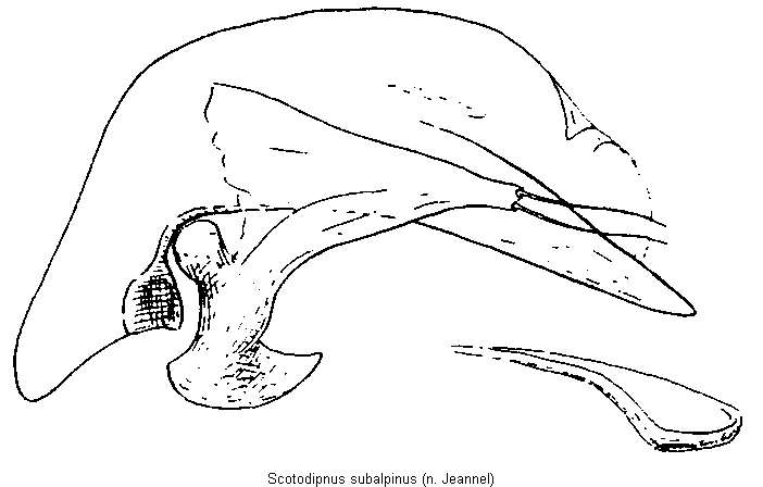 scotodipnus_subalpinus.gif