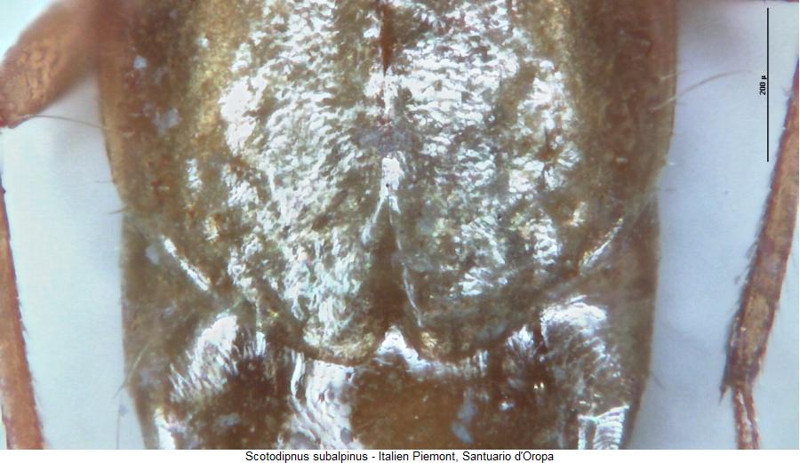 scotodipnus_subalpinus_fld.jpg