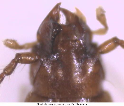 scotodipnus_subalpinus_k.jpg