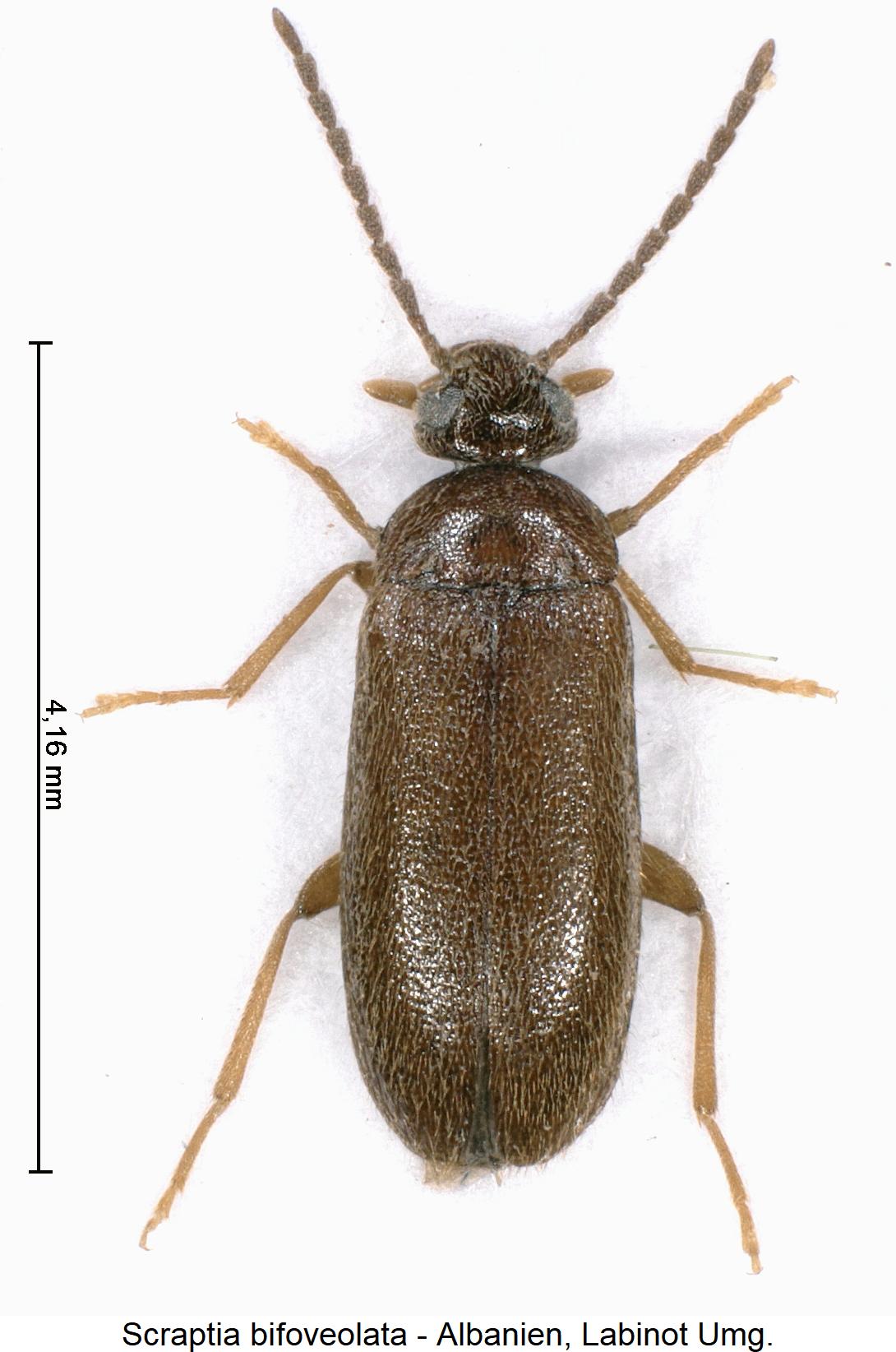 scraptia_bifoveolata_hab.jpg