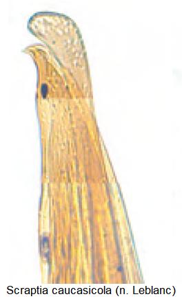 scraptia_caucasicola.jpg