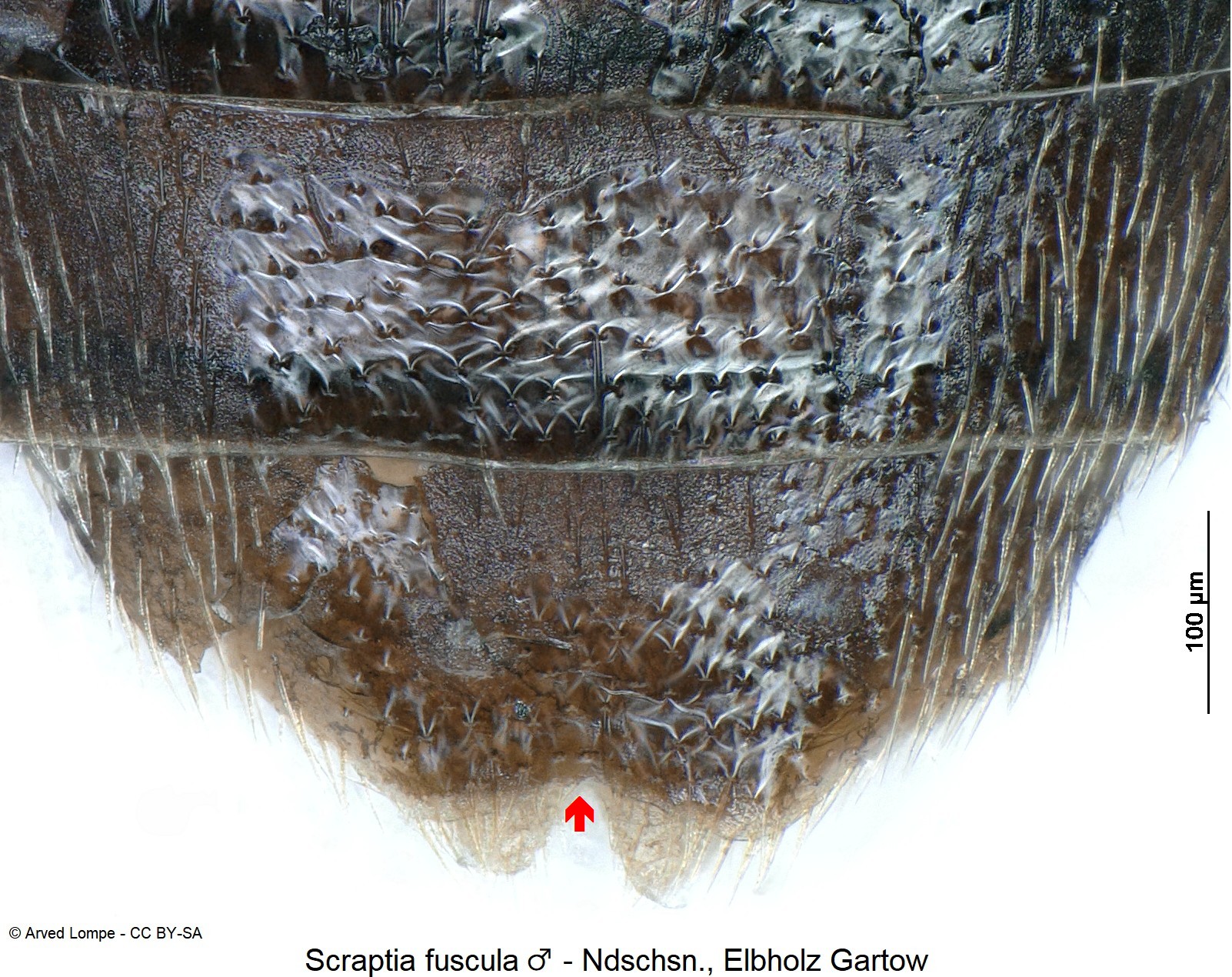 scraptia_fuscula_m_ck9709_ster.jpg