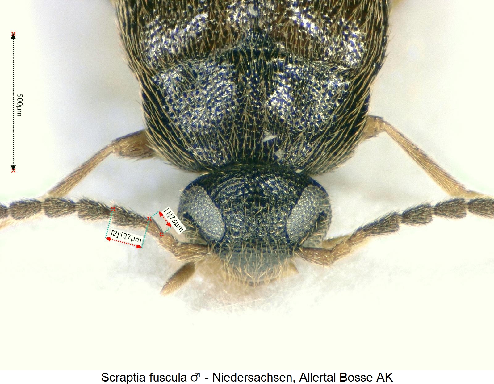 scraptia_fuscula_vk1.jpg