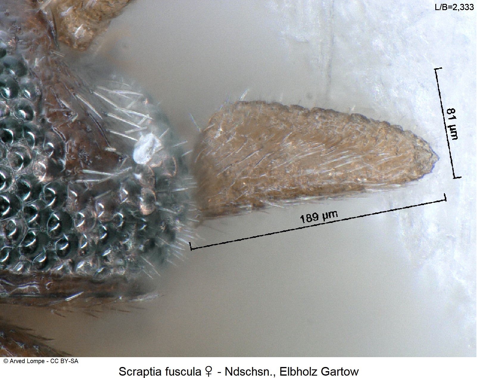 scraptia_fuscula_w_ck9709_ts.jpg