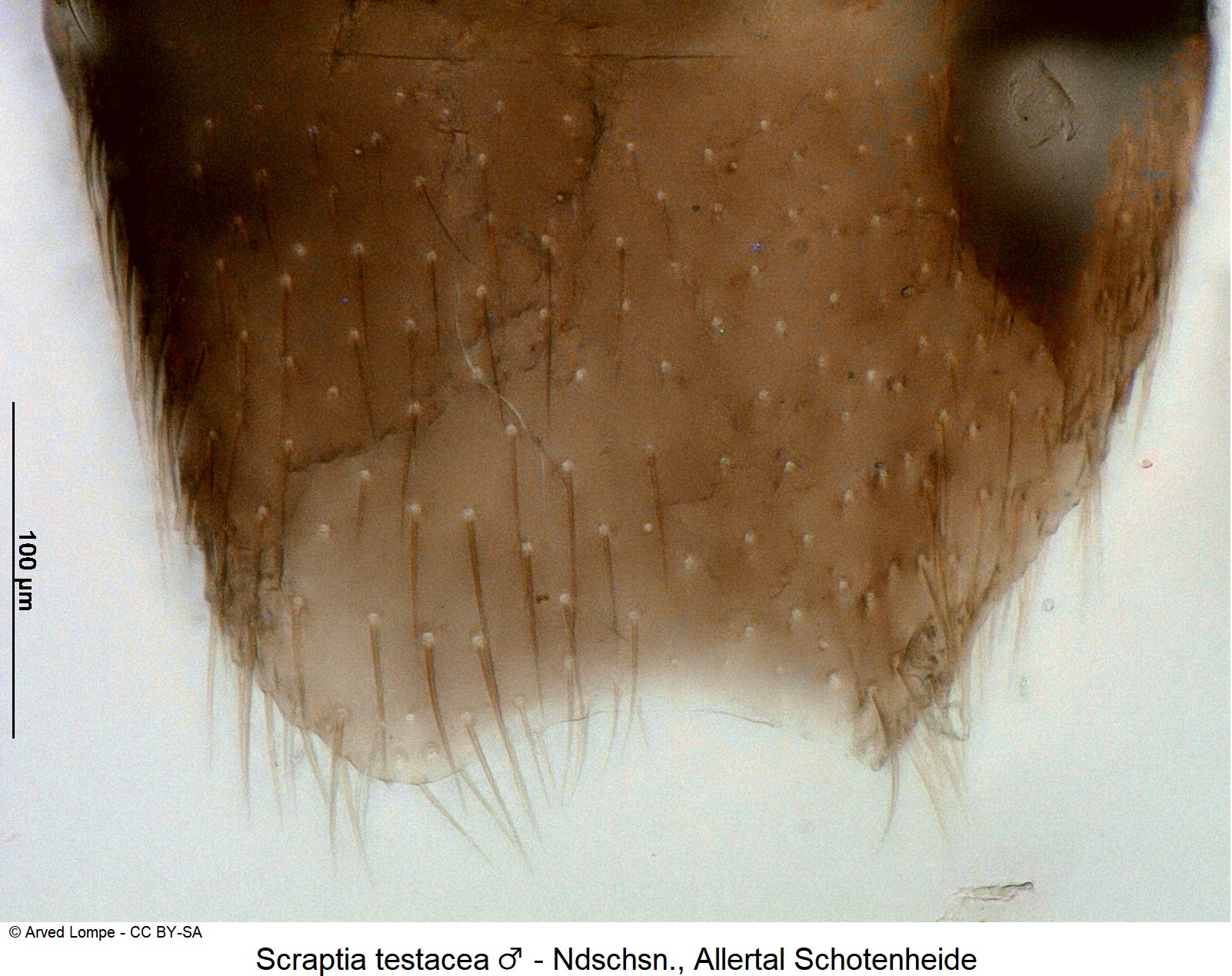 scraptia_testacea_m_ck16905818_ster.jpg