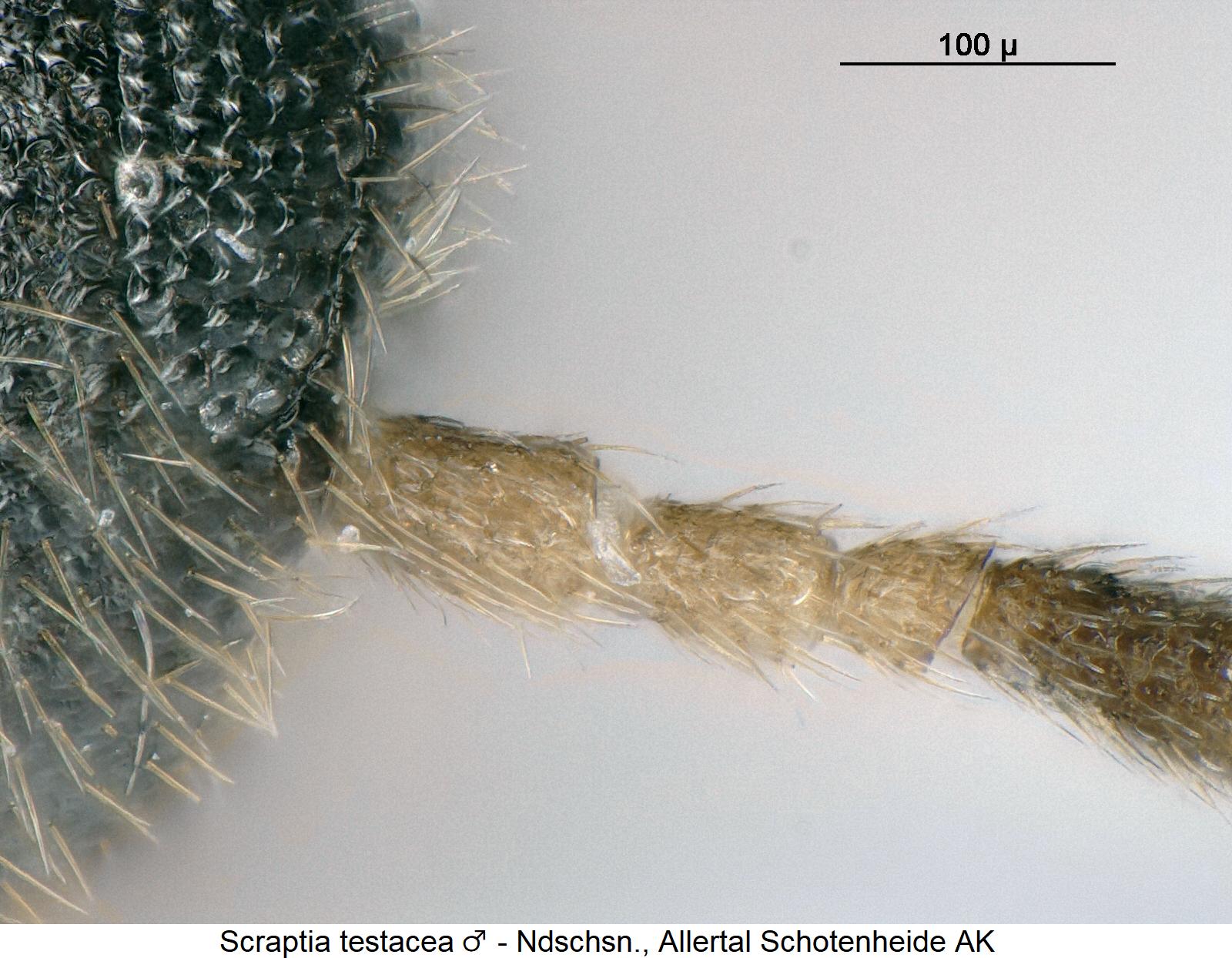 scraptia_testacea_m_f.jpg