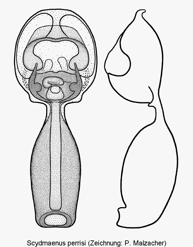 scydmaenus_perrisi.gif