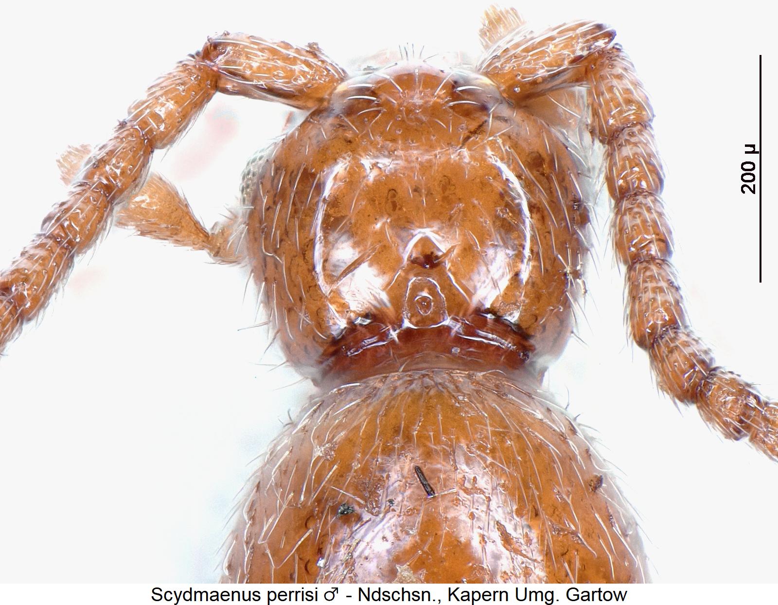 scydmaenus_perrisi_m_k.jpg