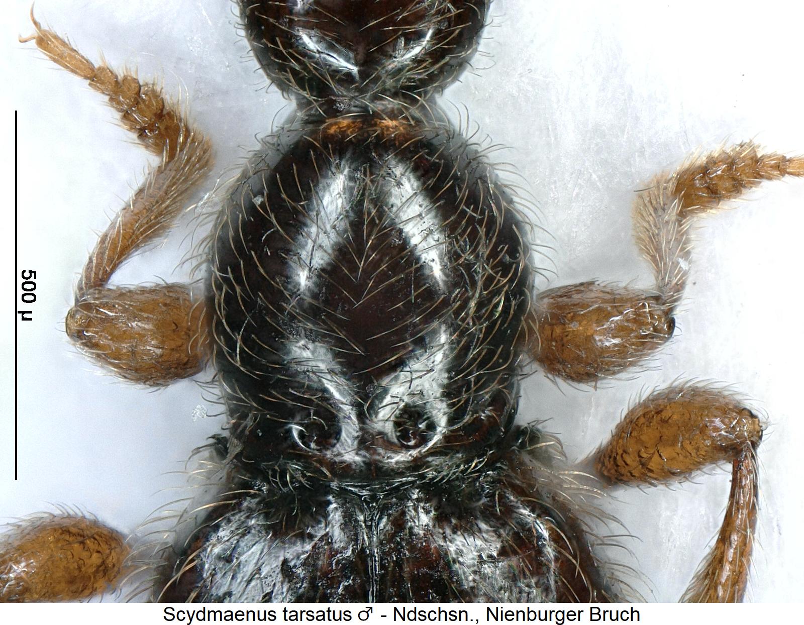 scydmaenus_tarsatus_hsch.jpg