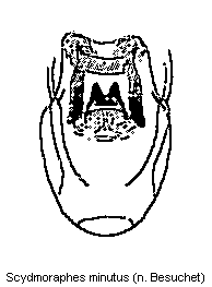scydmoraphes_minutus.gif