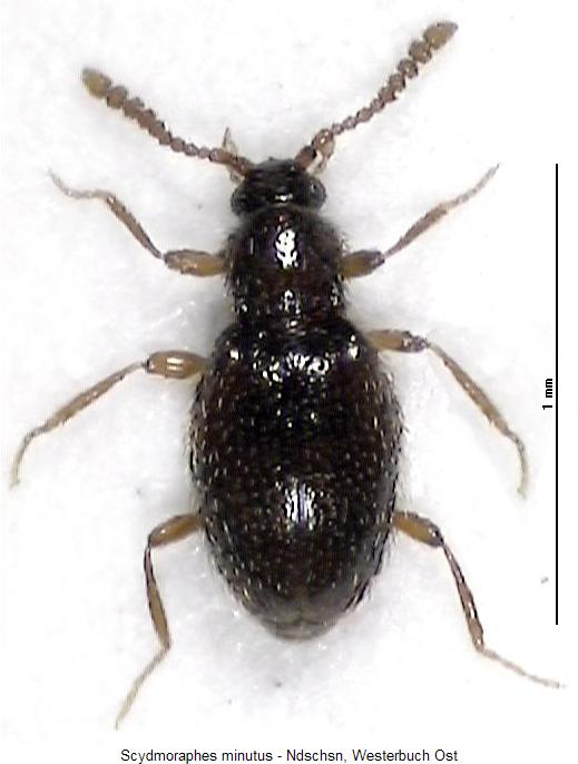 scydmoraphes_minutus_hab.jpg