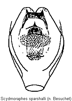 scydmoraphes_sparshalli.gif