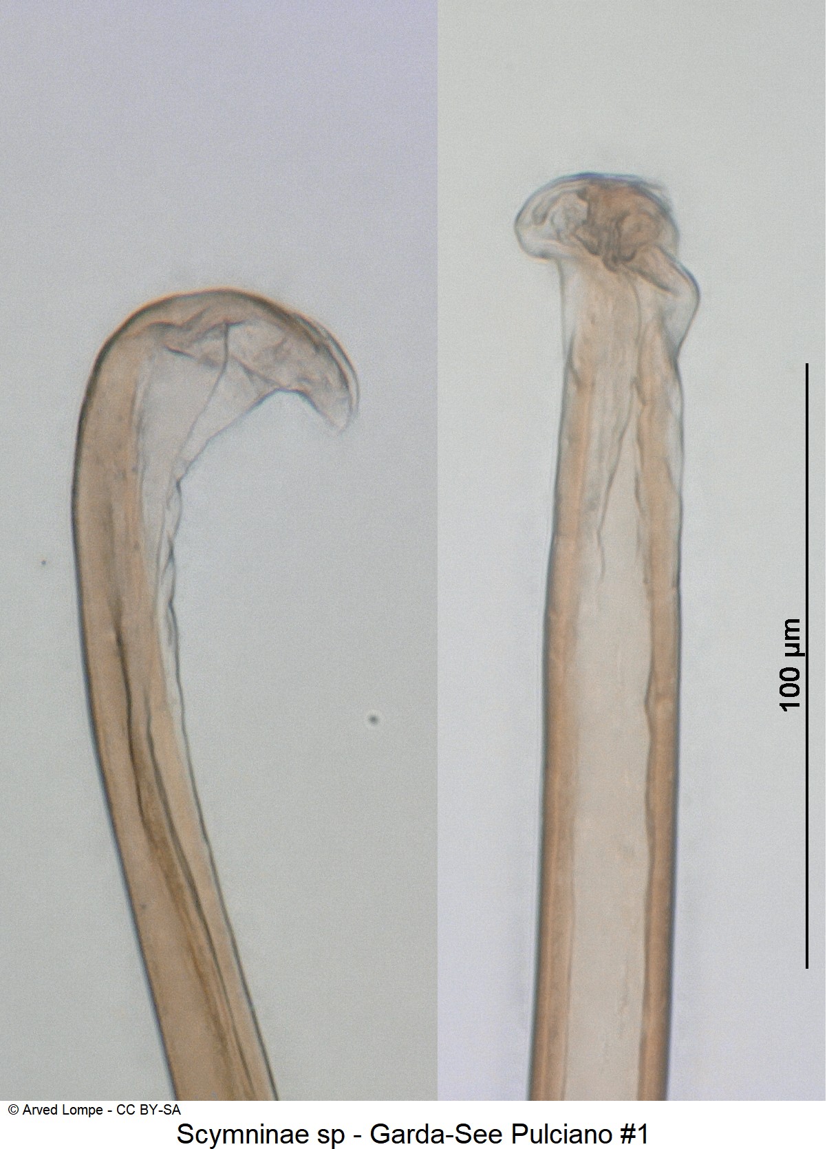 scymninae_sp_nr1_sipho.jpg