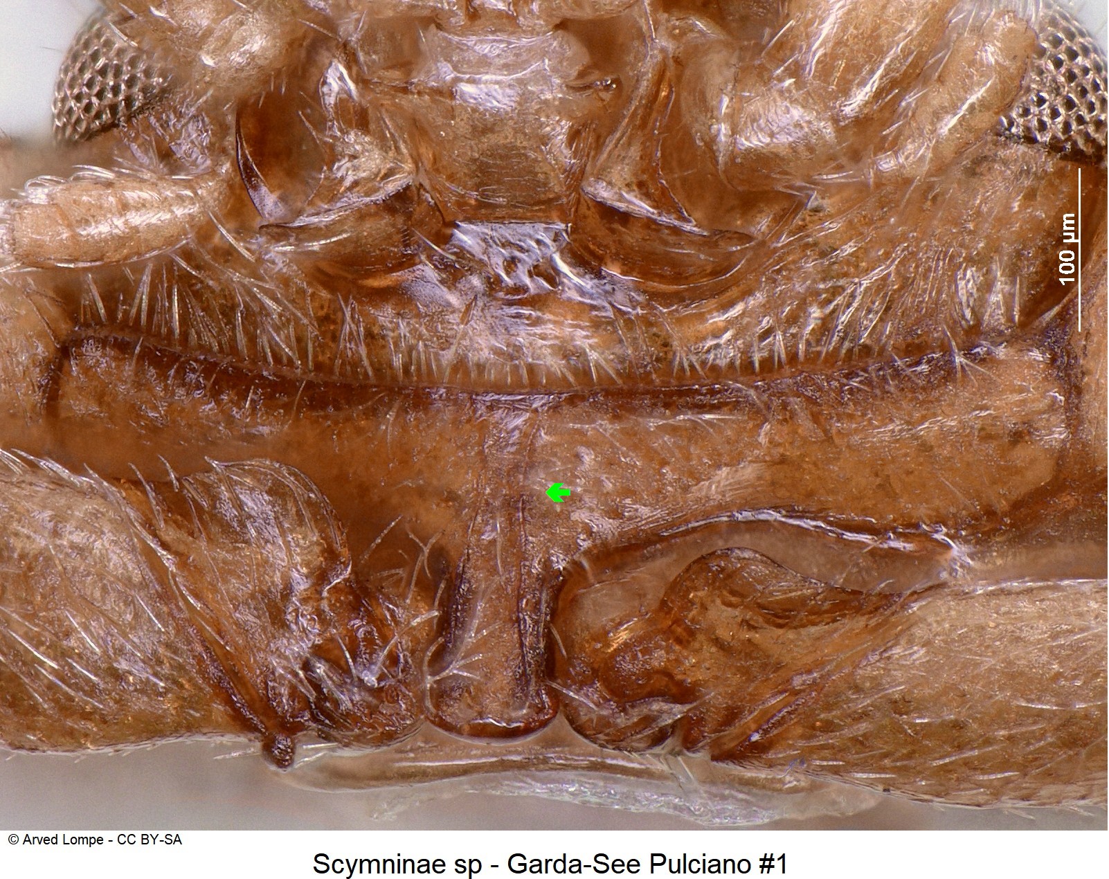 scymninae_sp_nr1_vbr.jpg