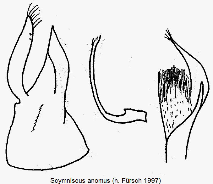 scymniscus_anomus-2.gif