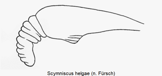 scymniscus_helgae_sperm.gif