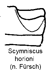 scymniscus_horioni_us.gif