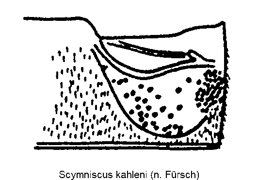 scymniscus_kahleni_ster.gif