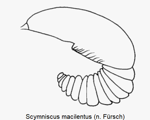scymniscus_macilentus_sperm.gif