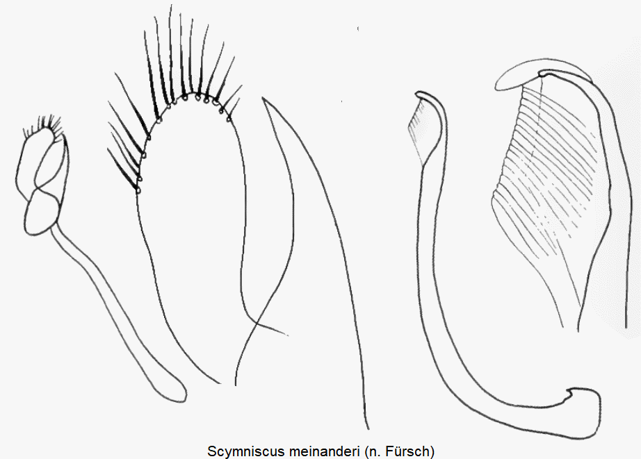 scymniscus_meinanderi.gif