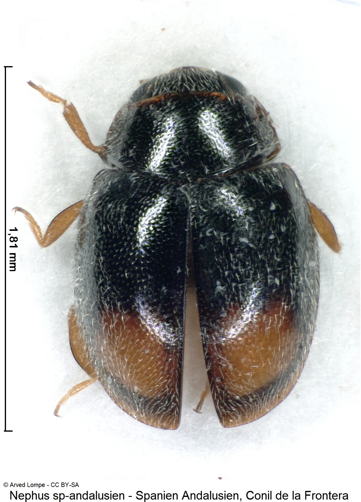 scymniscus_sp-andalusien_hab.jpg