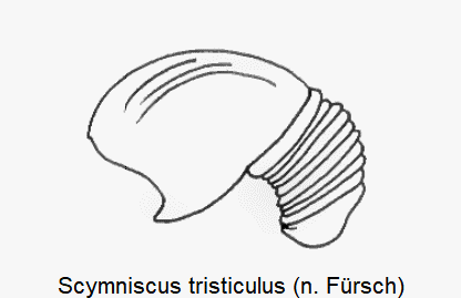scymniscus_tristiculus_sperm.gif